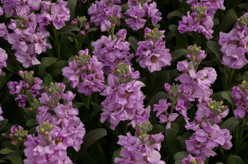 Matthiola 'Katz Lavender Light'