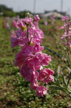 Matthiola 'Katz Pink'