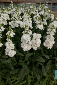 Matthiola 'Katz White'