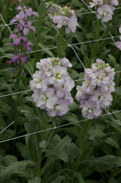 Matthiola_vivas_clear_lavender