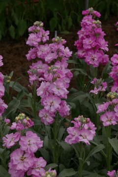 Matthiola_vivas_light_pink