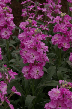 Matthiola_vivas_salmon_pink