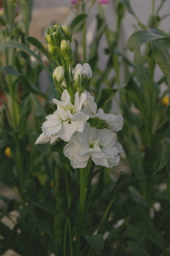 Matthiola 'White Wonder Improved'