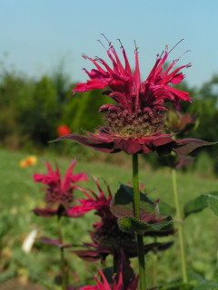 Monarda 'Raspberry Wine'