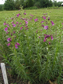 Penstemon 'Sunburst Amethyst'