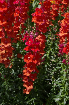 Antirrhinum 'Chantilly Deep Orange'