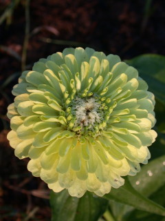 Zinnia 'Giant Lime'