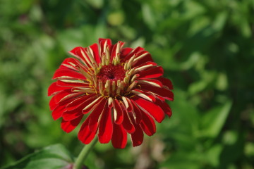 Zinnia_red_beauty