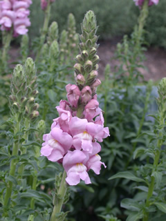 Antirrhinum 'Experimental Potomac Early Lavender'