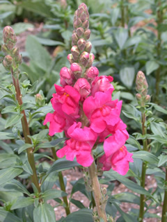 Antirrhinum 'Glorious Coral'