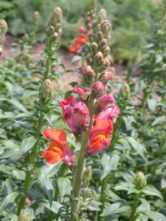 Antirrhinum 'Glorious Dark Orange'