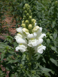 Antirrhinum 'Glorious Pearl White'