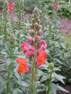 Antirrhinum 'Opus Early Bronze'