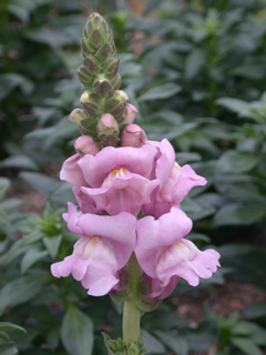 Antirrhinum 'Opus Lavender'