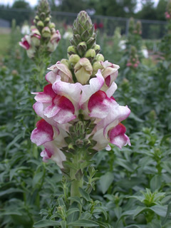 Antirrhinum 'Opus Plum Blossom'