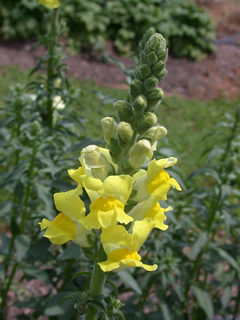 Antirrhinum 'Supreme Golden Yellow'