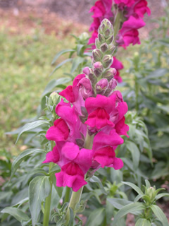 Antirrhinum 'Supreme Violet'