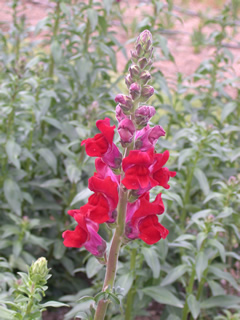 Antirrhinum 'Supreme Wine Red'