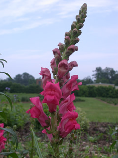 Antirrhinum Expt. G3,4 Rose