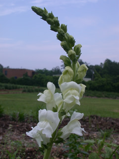 Antirrhinum Expt. G3,4 White