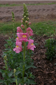 Antirrhinum 'Animation Pink Imp.'