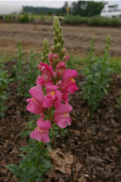 Antirrhinum 'Animation Rose'