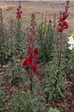 Antirrhinum 'Animation Velvet Red'