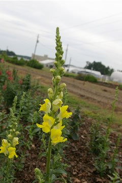 Antirrhinum 'Animation Yellow Imp.'