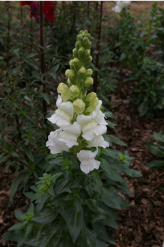 Antirrhinum 'Charming White'