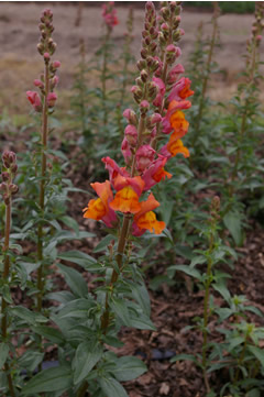 Antirrhinum 'Overture Orange'