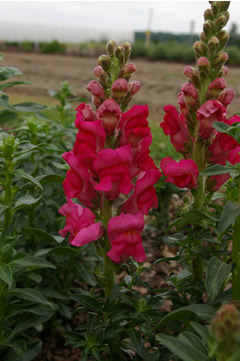 Antirrhinum 'Potomac Cherry Rose'