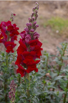 Antirrhinum 'Potomac Red Improved'