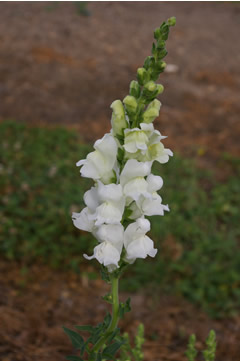 Antirrhinum 'Potomac White Imp.'