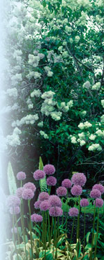 Syringa vulgaris J.C. Raulston ©