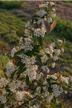 Aronia arbutifolia 'Brilliant'