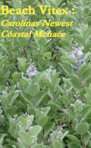 beach vitex image