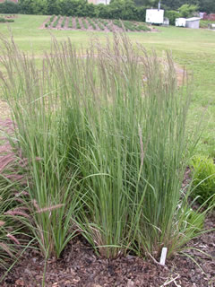 Calamagrostis 'Karl Foerster'