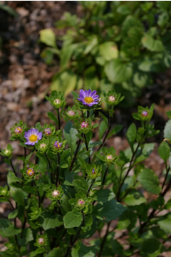 Callistephus 'Daylight Blue Frost'