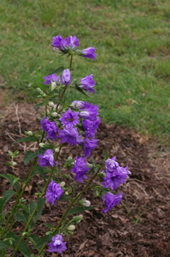 Campanula 'Bernice'