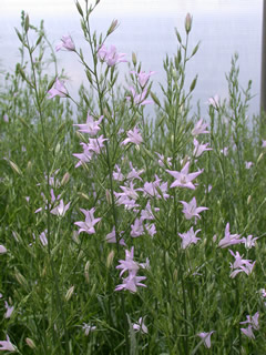 Campanula rapunculus 'Heavenly Blue'