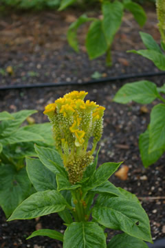 Celosia 'Bombay Figo'