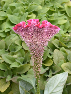 Celosia 'Bombay Fiora'