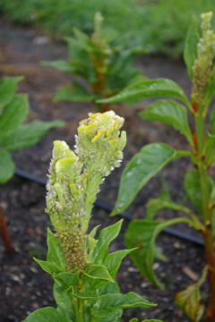 Celosia 'Bombay Firosa'