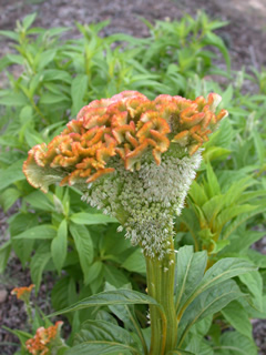 Celosia 'Supercrest' Mix