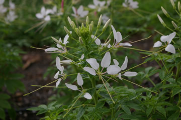 Cleome 'Sparkler Blush'