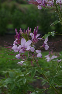 Cleome 'Sparkler Lavender'