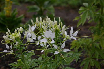 Cleome 'Sparkler White'