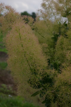 Cotinus coggygria 'Young Lady'