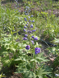 Delphinium 'Guardian Early Blue'