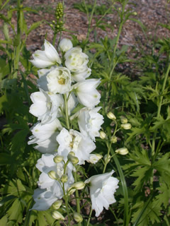 Delphinium 'Guardian White'